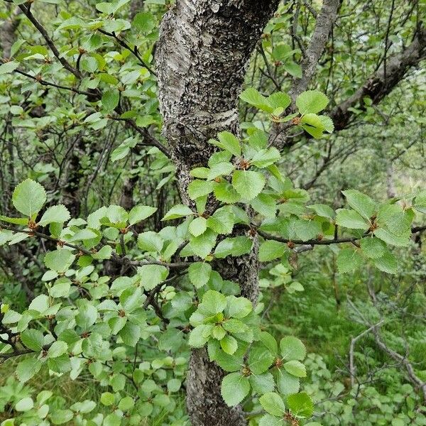 Betula humilis Лист