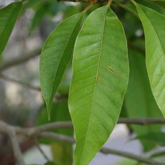 Michelia champaca Leaf