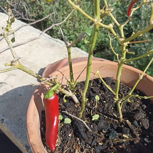 Capsicum frutescens Fruto