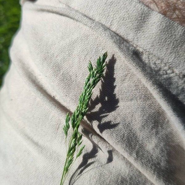 Poa trivialis Blodyn