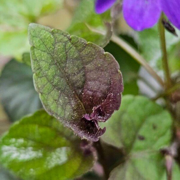 Viola labradorica Blad