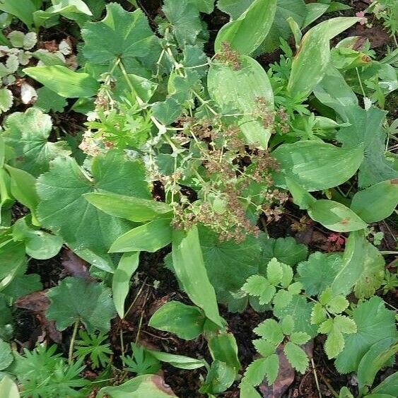 Alchemilla xanthochlora Flor