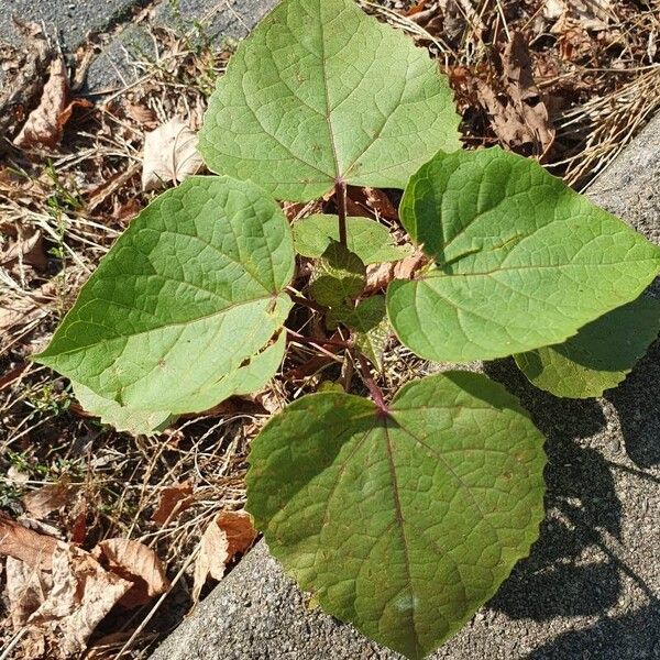 Clerodendrum bungei Blad