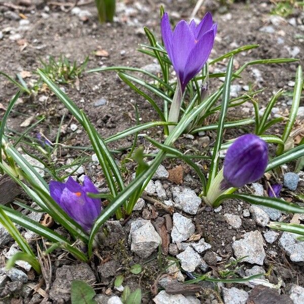 Crocus neapolitanus Flower