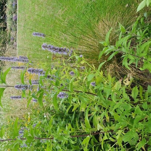 Agastache foeniculum Habitus