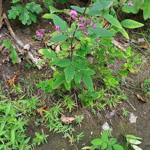 Desmodium canadense Blüte