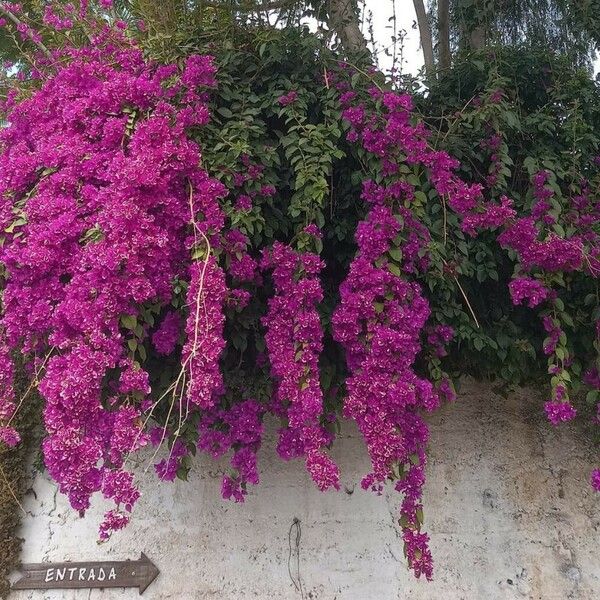 Bougainvillea glabra Habit