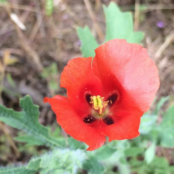 Glaucium corniculatum Flor