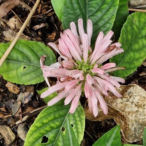 Justicia carnea 花