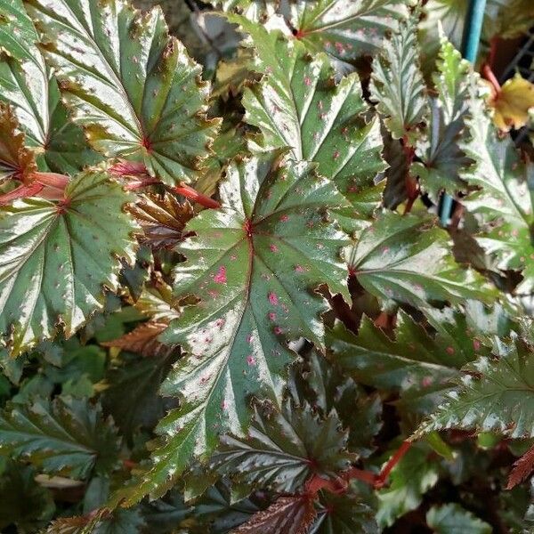 Begonia serratipetala Leaf