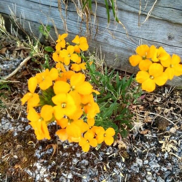 Erysimum virgatum 花