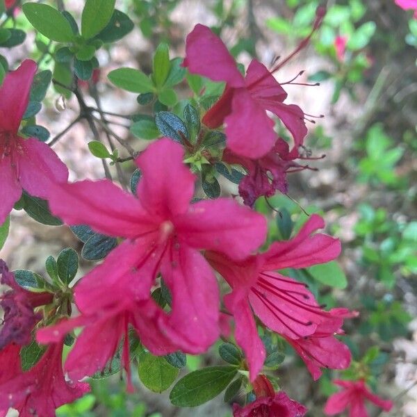 Rhododendron kiusianum Flower