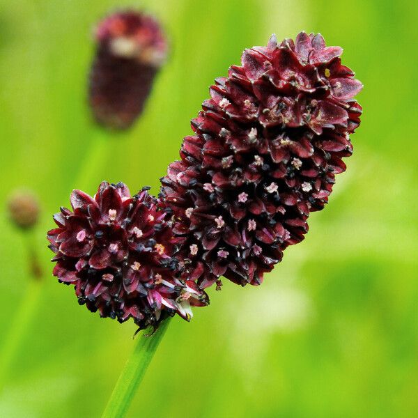 Sanguisorba officinalis Flor