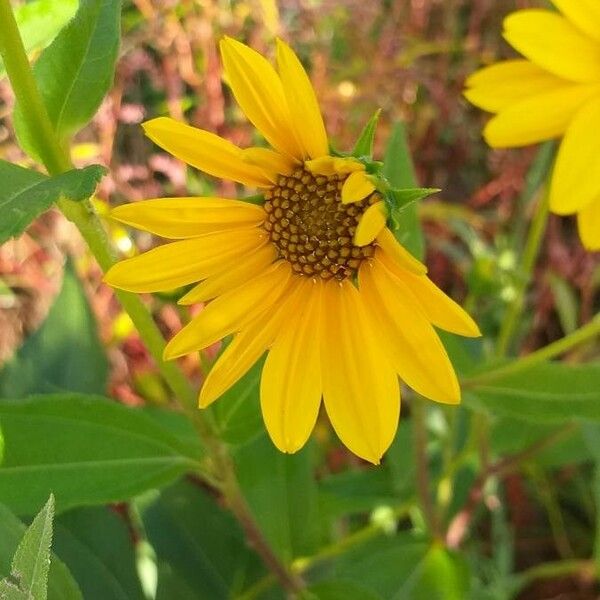 Helianthus tuberosus Flower