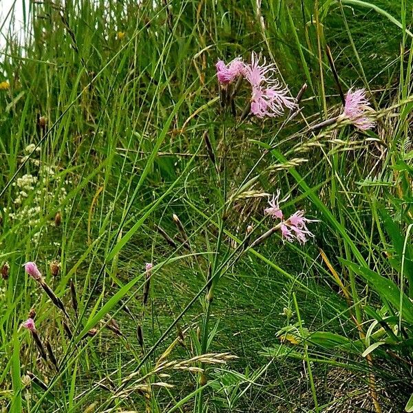 Dianthus superbus Pokrój