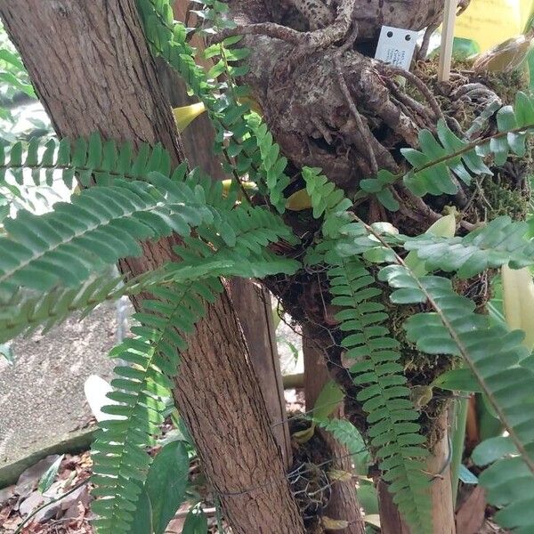 Nephrolepis cordifolia Leaf