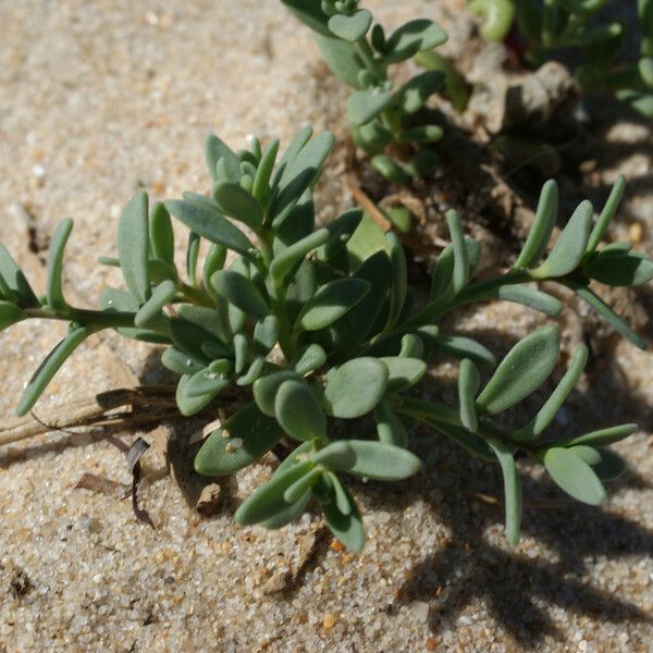 Linaria pedunculata Levél