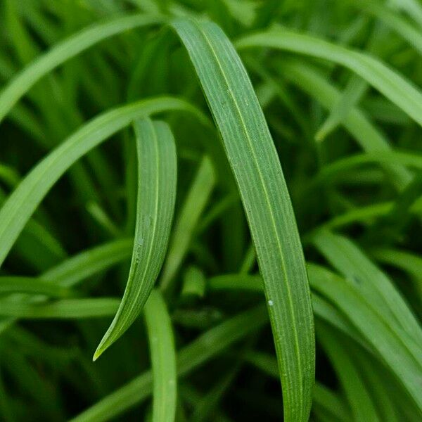 Allium paradoxum Leaf