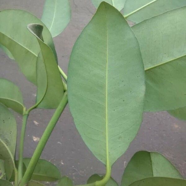 Garcinia gardneriana Blad