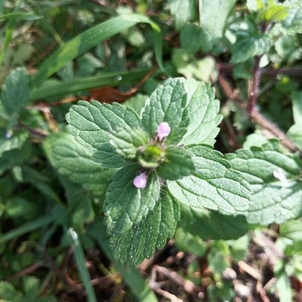 Stachys arvensis Fleur