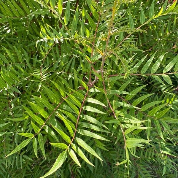 Sorbaria sorbifolia Leaf