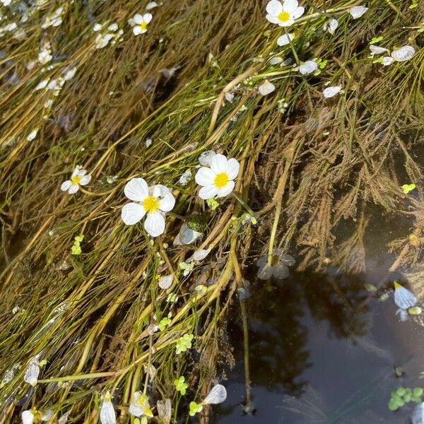 Ranunculus fluitans Kvet