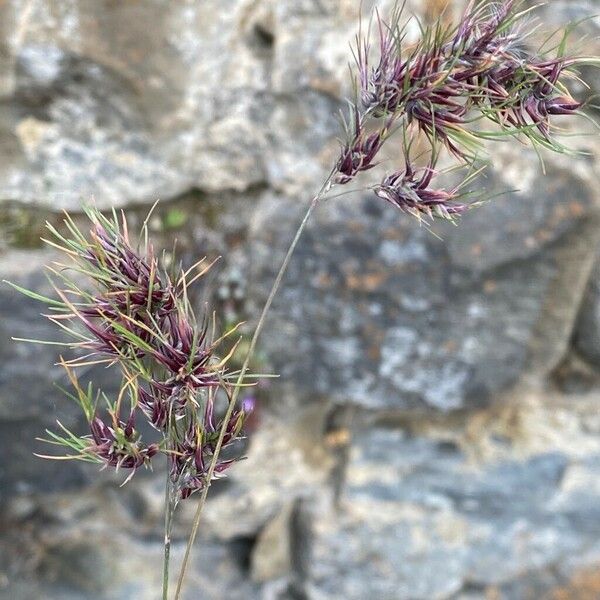 Poa bulbosa Vrucht