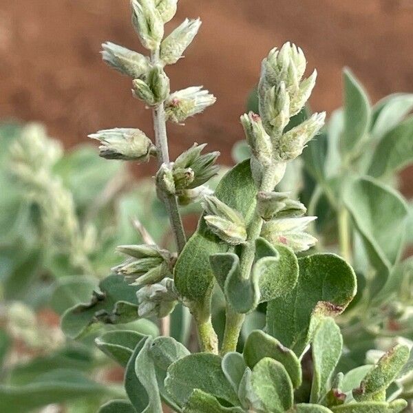 Sericocomopsis hildebrandtii Blomma