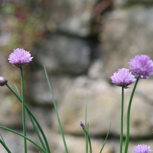 Allium schoenoprasum Blomst