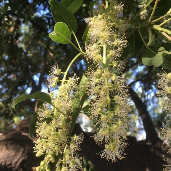 Phytolacca dioica Bloem