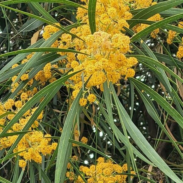 Acacia pycnantha Flors