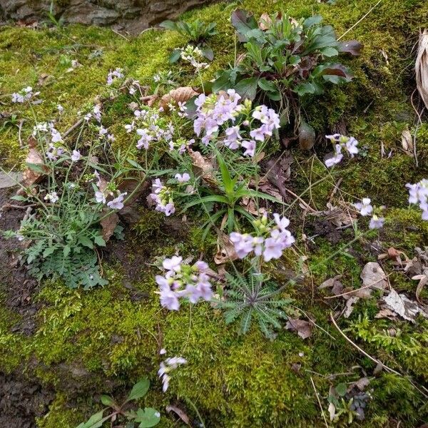 Arabidopsis arenosa Хабит