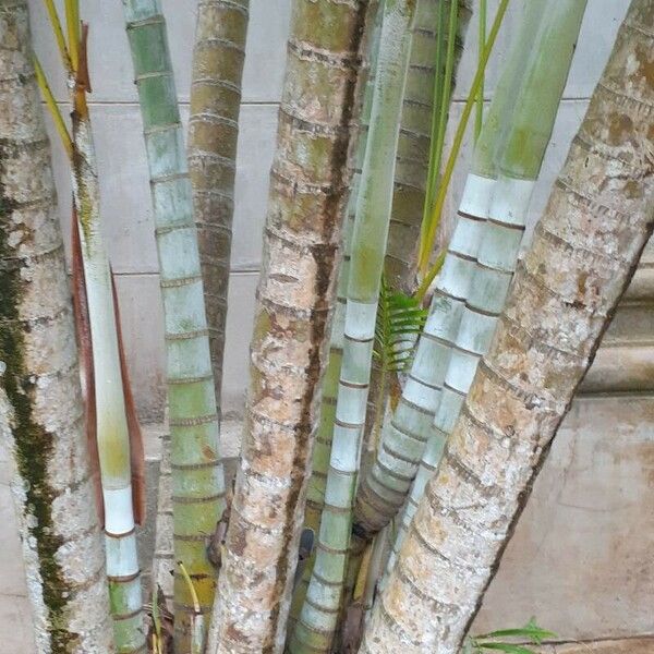 Dypsis lutescens 樹皮