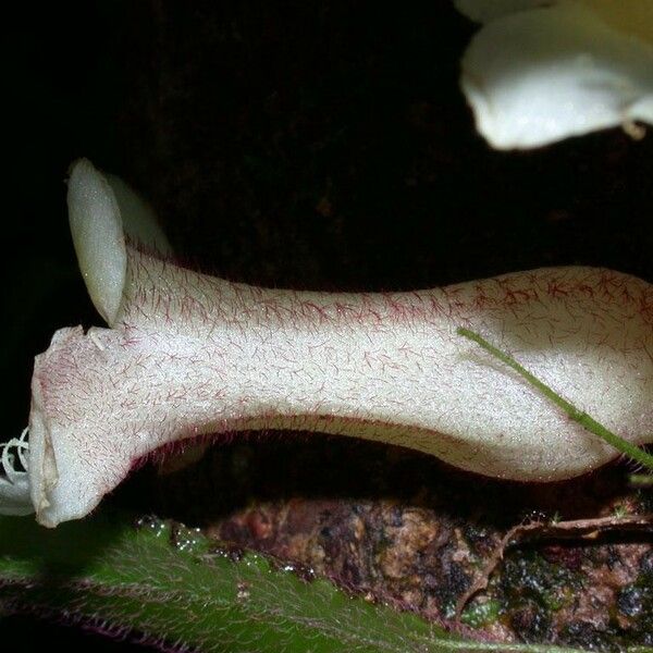 Paradrymonia ciliosa Hedelmä