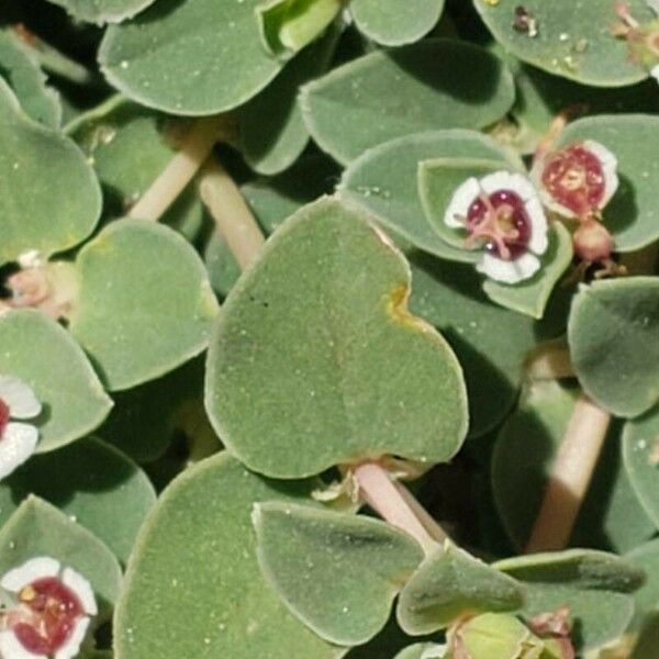 Euphorbia albomarginata Blad