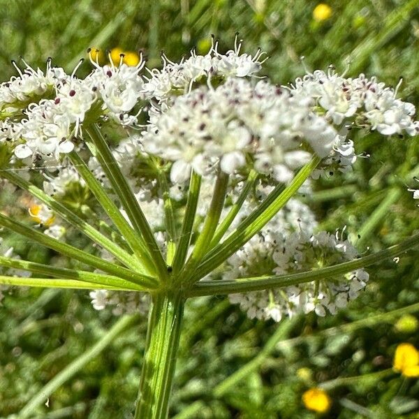 Oenanthe crocata Blüte