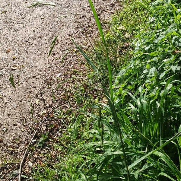 Bromus catharticus Altro