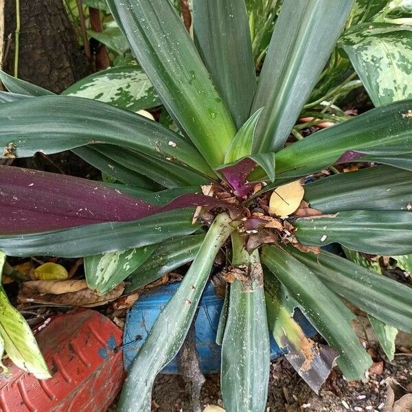 Tradescantia spathacea Лист