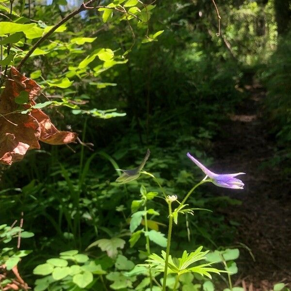 Clematis occidentalis Blüte