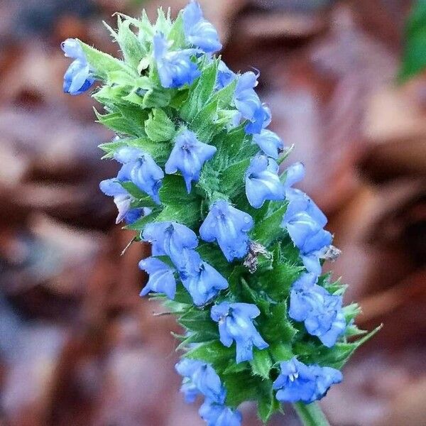 Salvia hispanica Kukka