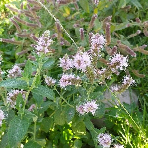 Mentha longifolia Flower