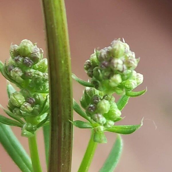 Galium album Blodyn