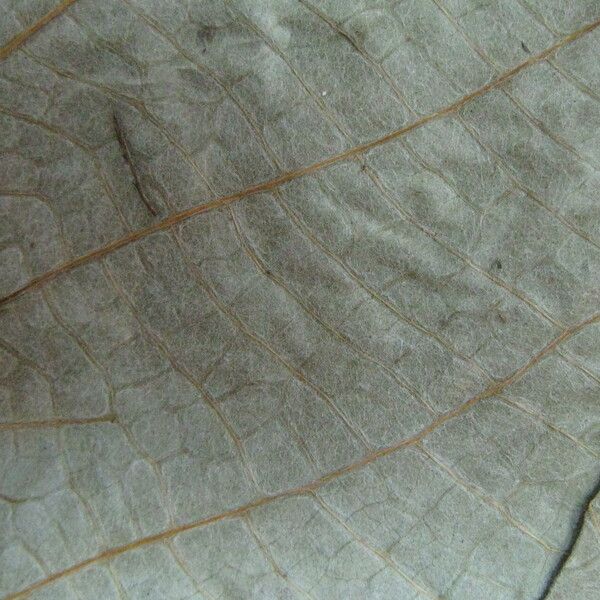 Cecropia granvilleana
