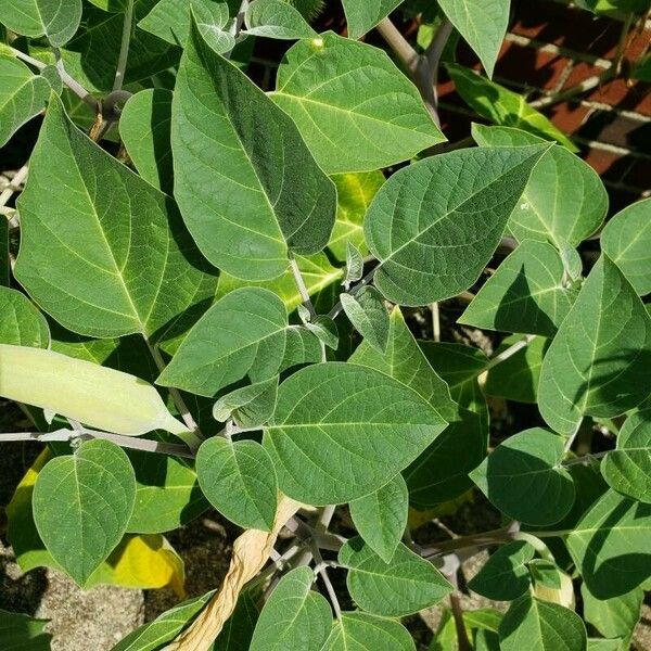 Datura inoxia Folha