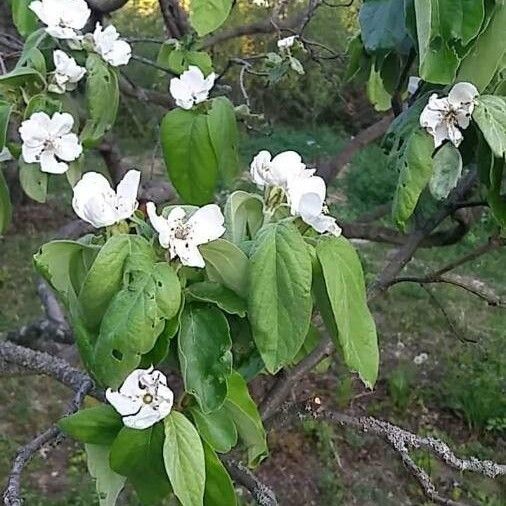 Cydonia oblonga Blüte