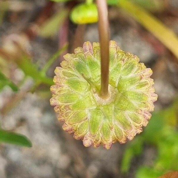 Cotula coronopifolia Cvet