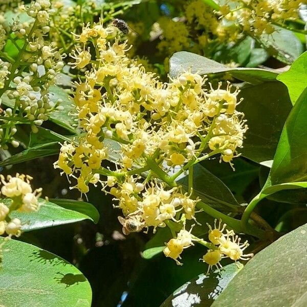 Viburnum odoratissimum Kwiat