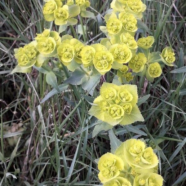 Euphorbia serrata Flor