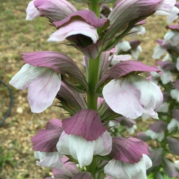 Acanthus mollis Flower