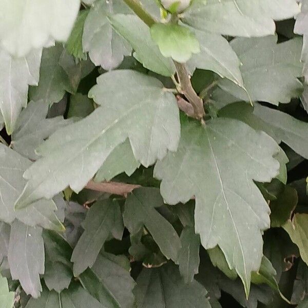 Hibiscus syriacus Φύλλο